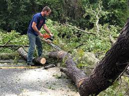 Best Tree and Shrub Care  in Burbank, CA
