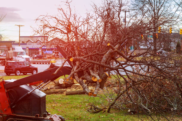 Reliable Burbank, CA Tree Care Solutions