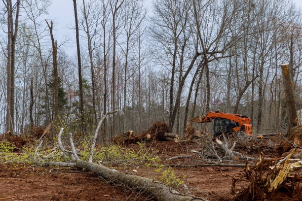 How Our Tree Care Process Works  in  Burbank, CA