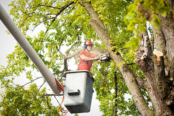 Best Utility Line Clearance  in Burbank, CA