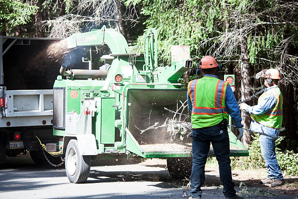 Best Palm Tree Trimming  in Burbank, CA