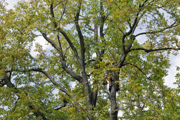 Best Tree Cabling and Bracing  in Burbank, CA